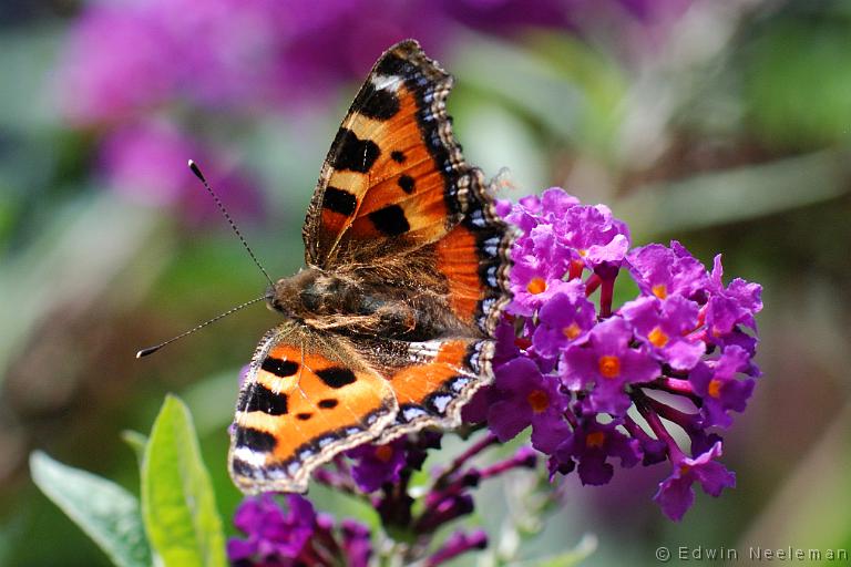 ENE-20110806-0700.jpg - [nl] Kleine vos ( Aglais urticae )[en] Small Tortoiseshell ( Aglais urticae )